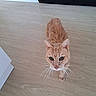 Micky a rejoint le concours — aidez-le/la à gagner de superbes lots ! animal, blue_eyes, cat, closeup, curious, cute, ears, feline, fur, ginger_cat, home, indoors, looking_at_camera, orange_cat, pet, portrait, short_hair, standing, whiskers, wooden_floor