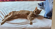 Micky participe au concours pour gagner de l'argent avec cette photo : animal, bed, bedding, bedroom, cat, cozy, feline, fur, ginger_cat, home, indoor, lying_down, pet, pillow, portrait, relaxed, sleeping, stretching, tabby, whiskers