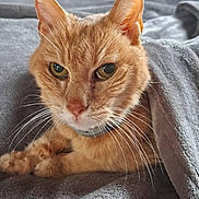 Micky a rejoint le concours — aidez-le/la à gagner de superbes lots ! animal, blanket, cat, close_up, cozy, ears, eyes, face, feline, ginger_cat, gray_background, indoor, orange_fur, paws, pet, photography, portrait, relaxed, sitting, whiskers