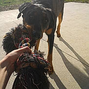 Oloron participe au concours pour gagner de l'argent avec cette photo : canidae, carnivore, dog, dog_breed, fawn, guard_dog, hunting_dog, rottweiler, sporting_group, working_dog