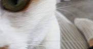 Malya a rejoint le concours — aidez-le/la à gagner de superbes lots ! aegean_cat, cat, cat_like_mammal, close_up, domestic_short_haired_cat, ear, eye, face, fur, kitten, nose, organ, paw, skin, small_to_medium_sized_cats, snout, turkish_van, whiskers, white