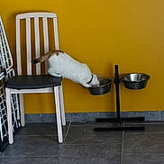 Malya a rejoint le concours — aidez-le/la à gagner de superbes lots ! chair, floor, flooring, furniture, room, table