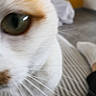 Malya a rejoint le concours — aidez-le/la à gagner de superbes lots ! aegean_cat, cat, cat_like_mammal, close_up, domestic_short_haired_cat, ear, eye, face, fur, kitten, nose, organ, paw, skin, small_to_medium_sized_cats, snout, turkish_van, whiskers, white