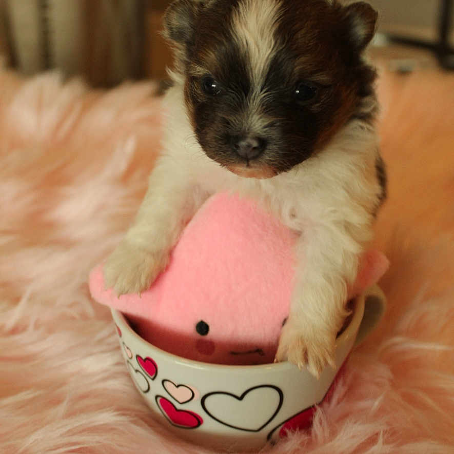 Molokai joined the competition — help win amazing prizes! animal, closeup, comfortable, cozy, cup, cute, decor, dog, fluffy, fur, heart_pattern, indoors, pet, pink, plush_toy, portrait, puppy, small, soft, toy