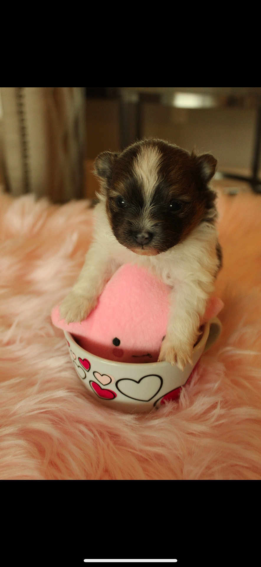 Molokai joined the competition — help win amazing prizes! puppy, dog, cup, plush_toy, pink, heart_pattern, fluffy, soft, cute, small, pet, animal, indoors, cozy, fur, toy, decor, closeup, portrait, comfortable