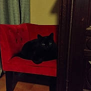 Rose a rejoint le concours — aidez-le/la à gagner de superbes lots ! cat, black_cat, pet, animal, feline, sitting, lounging, red_chair, furniture, indoors, home, wooden_cabinet, dark, glowing_eyes, portrait, vertical_photo, curtains, tiled_floor, shadow, cozy