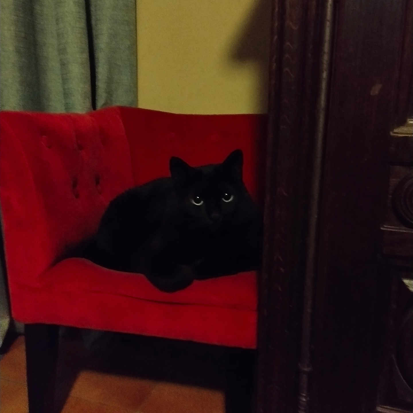 Rose a rejoint le concours — aidez-le/la à gagner de superbes lots ! cat, black_cat, pet, animal, feline, sitting, lounging, red_chair, furniture, indoors, home, wooden_cabinet, dark, glowing_eyes, portrait, vertical_photo, curtains, tiled_floor, shadow, cozy