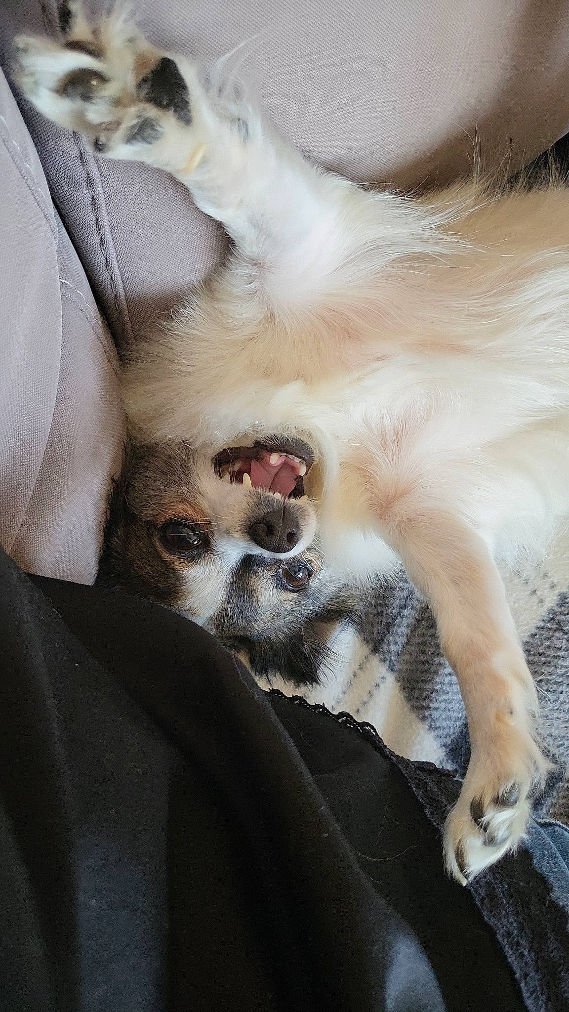 Pipa a rejoint le concours — aidez-le/la à gagner de superbes lots ! canidae, carnivore, claw, comfort, companion_dog, dog, dog_breed, ear, eyelash, fang, fawn, felidae, fur, jaw, paw, snout, sporting_group, toy_dog, whiskers, working_animal