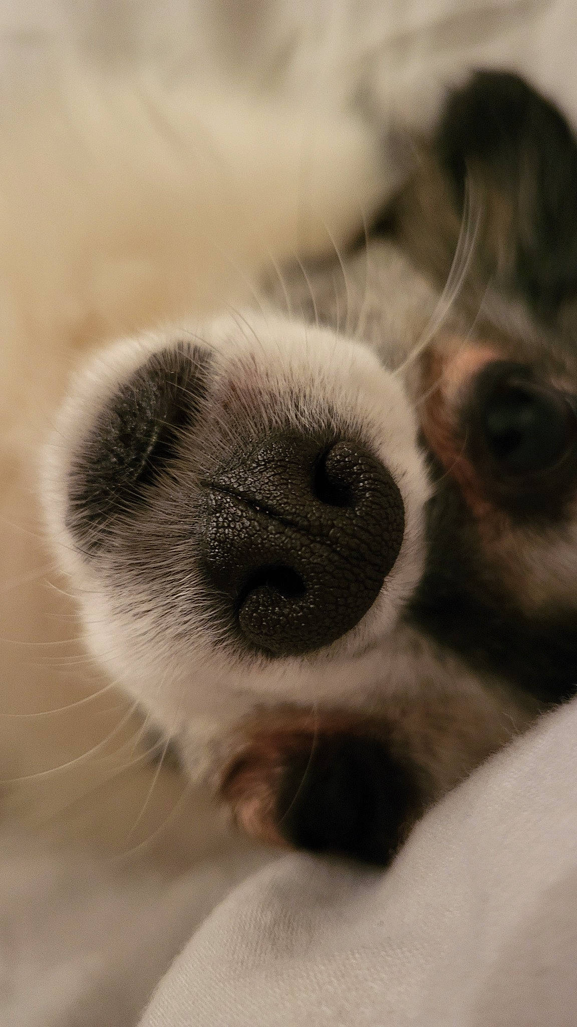 Pipa a rejoint le concours — aidez-le/la à gagner de superbes lots ! canidae, carnivore, claw, comfort, companion_dog, dog, dog_breed, ear, eyelash, fawn, fur, macro_photography, non_sporting_group, paw, sporting_group, terrestrial_animal, whiskers, working_animal