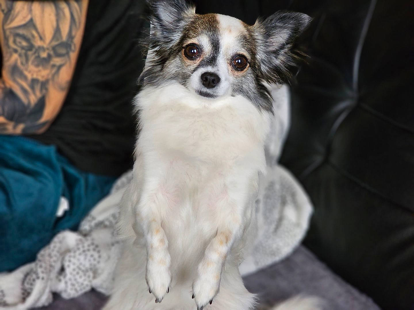 Pipa participe au concours pour gagner de l'argent avec cette photo : biting, canidae, carnivore, companion_dog, dog, dog_breed, dog_supply, fawn, fur, papillon, paw, sitting, snout, sporting_group, t_shirt, terrestrial_animal, toy_dog, whiskers, wildlife, working_animal