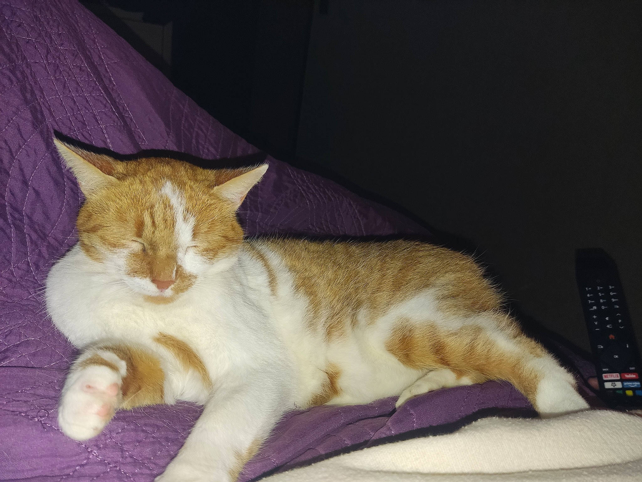 Lena participe au concours pour gagner de l'argent avec cette photo : carnivore, cat, claw, comfort, couch, domestic_short_haired_cat, fawn, felidae, fur, linens, nap, paw, remote_control, sitting, sleep, small_to_medium_sized_cats, snout, tail, terrestrial_animal, whiskers