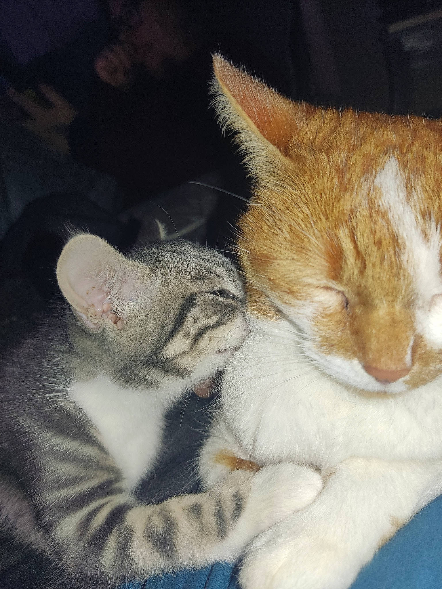 Lena participe au concours pour gagner de l'argent avec cette photo : carnivore, cat, claw, comfort, domestic_short_haired_cat, fawn, felidae, foot, fur, nap, paw, sleep, small_to_medium_sized_cats, tail, terrestrial_animal, whiskers