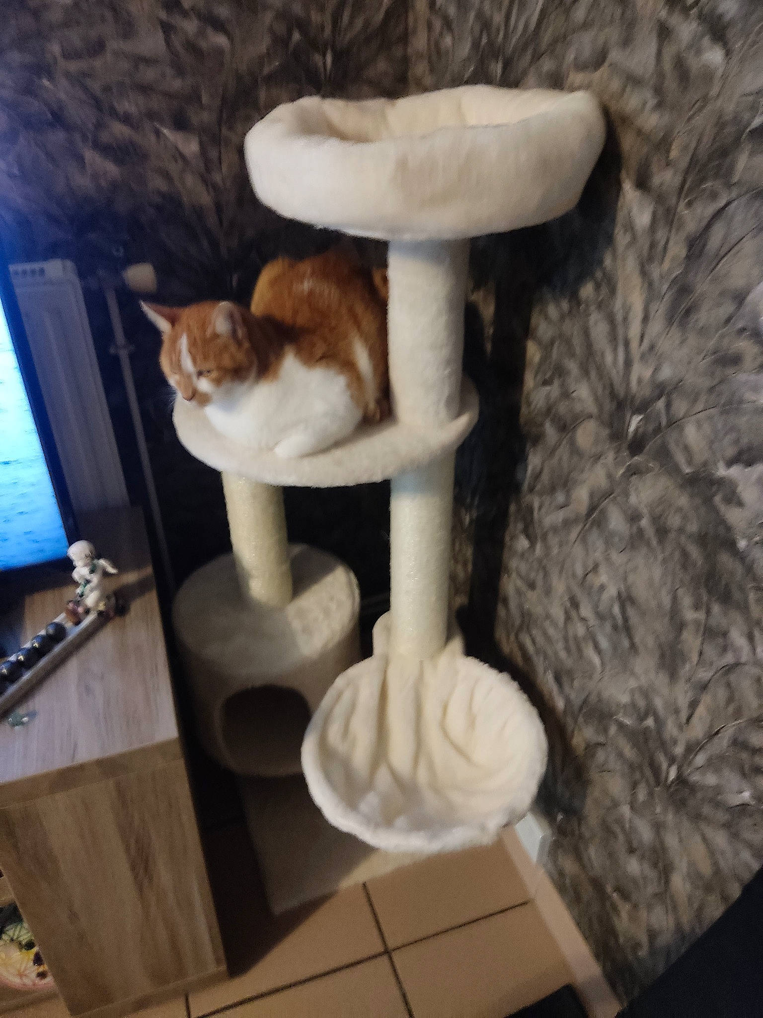 Lena a rejoint le concours — aidez-le/la à gagner de superbes lots ! agaricaceae, bolete, carnivore, cat, cat_furniture, cat_supply, fawn, felidae, fur, hardwood, mushroom, pedestal, pet_supply, plant, room, small_to_medium_sized_cats, tail, whiskers, window, wood