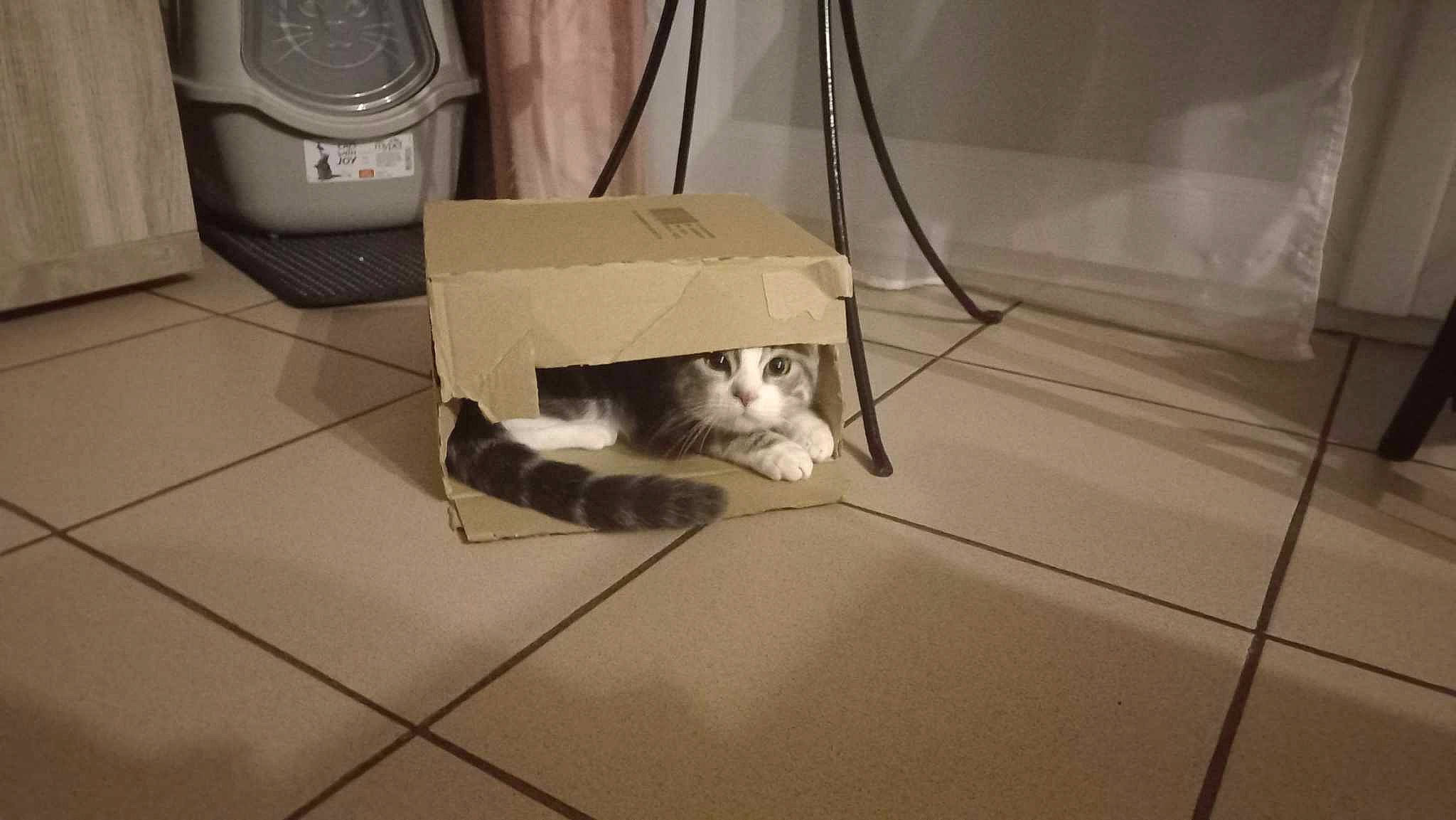 Coquine a rejoint le concours — aidez-le/la à gagner de superbes lots ! carnivore, cat, comfort, domestic_short_haired_cat, drawer, felidae, floor, flooring, fur, grey, hardwood, home_appliance, output_device, pet_supply, public_address_system, small_to_medium_sized_cats, studio_monitor, tail, whiskers, wood