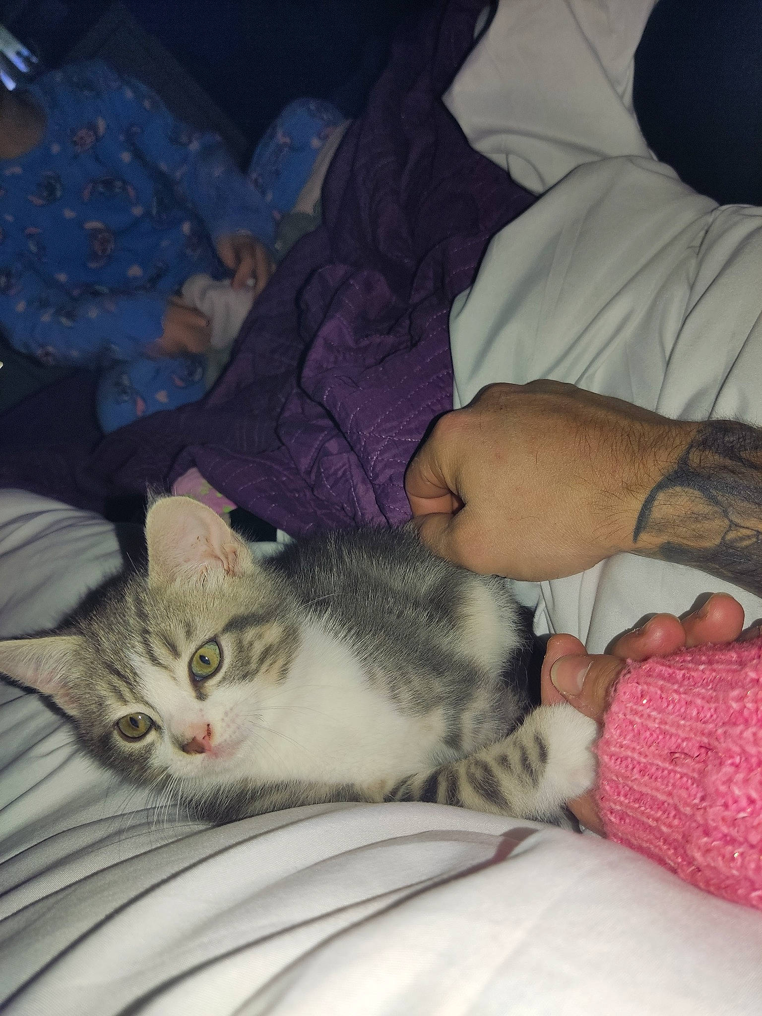 Coquine a rejoint le concours — aidez-le/la à gagner de superbes lots ! bed, bedding, blanket, carnivore, cat, comfort, domestic_short_haired_cat, felidae, fur, grey, lap, linens, nap, paw, sitting, sleep, small_to_medium_sized_cats, tail, whiskers