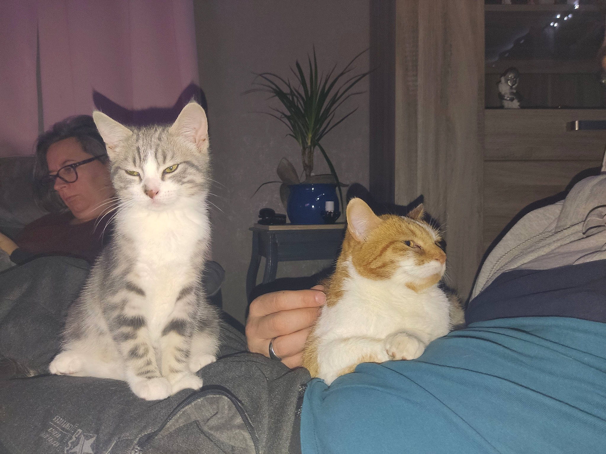 Coquine a rejoint le concours — aidez-le/la à gagner de superbes lots ! bed, carnivore, cat, comfort, domestic_short_haired_cat, facial_expression, fawn, felidae, fur, gesture, houseplant, lap, linens, paw, plant, room, sitting, small_to_medium_sized_cats, whiskers, wood