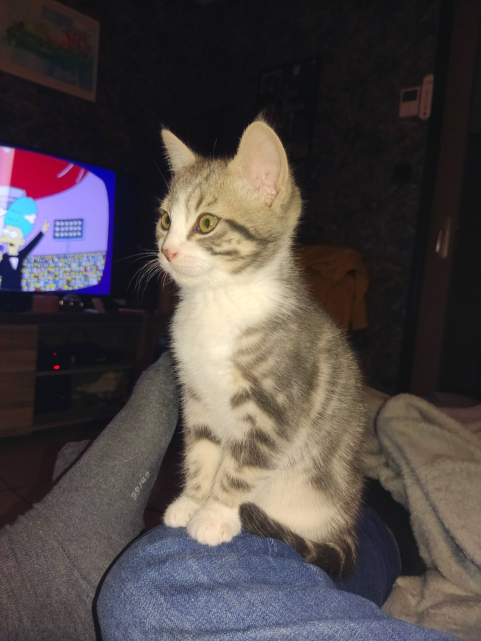 Coquine participe au concours pour gagner de l'argent avec cette photo : carnivore, cat, comfort, display_device, domestic_short_haired_cat, eye, felidae, flat_panel_display, fur, lap, leg, output_device, paw, sitting, small_to_medium_sized_cats, snout, tail, television, whiskers, window