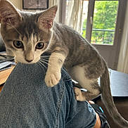 Maya participe au concours pour gagner de l'argent avec cette photo : animal, cat, closeup, curious, cute, daylight, denim, furniture, gray_cat, greenery, home, indoor, kitten, knee, paw, person, pet, white_cat, window, young_cat