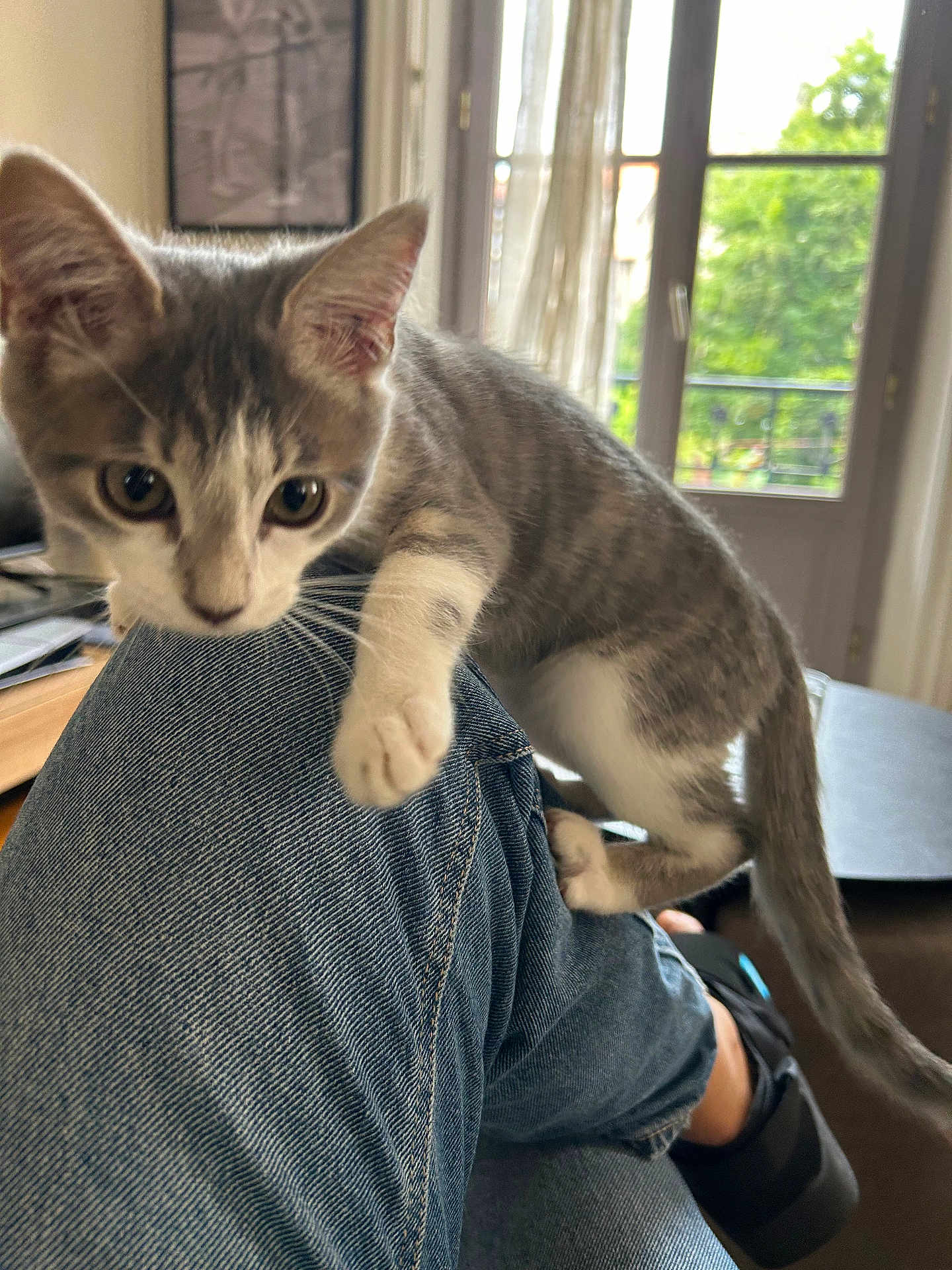 Maya