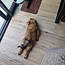 puppy, dog, floor, wooden_floor, leopard_print, mat, water_bowl, pet, indoor, relaxing, lying_down, furniture, cozy, brown_fur, animal, cute, paw, tail, resting, domestic