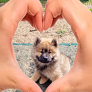 Bulle a rejoint le concours — aidez-le/la à gagner de superbes lots ! puppy, dog, hands, heart_shape, outdoor, grass, fence, cute, fluffy, pet, animal, playing, nature, love, portrait, young_dog, fun, summer, friendly, adorable