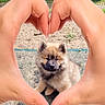 puppy, dog, hands, heart_shape, outdoor, grass, fence, cute, fluffy, pet, animal, playing, nature, love, portrait, young_dog, fun, summer, friendly, adorable