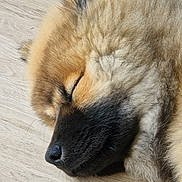 Bulle participe au concours pour gagner de l'argent avec cette photo : animal, black_fur, black_muzzle, calm, canine, close_up, closed_eyes, curled_up, cute, dog, fluffy, furry, indoors, pet, portrait, puppy, resting, sleeping, tan_fur, wooden_floor