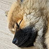 animal, black_fur, black_muzzle, calm, canine, close_up, closed_eyes, curled_up, cute, dog, fluffy, furry, indoors, pet, portrait, puppy, resting, sleeping, tan_fur, wooden_floor