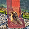 backyard, canine, daylight, dog, fence, fluffy, grass, happy, leisure, orange, outdoor_chair, panting, patterned_rug, pet, puppy, relaxed, resting, rug, summer, sunlight
