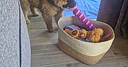 Bulle a rejoint le concours — aidez-le/la à gagner de superbes lots ! puppy, dog, toy, basket, indoor, floor, wooden_floor, curious, furniture, blanket, plush_toy, window, natural_light, pet, home, cozy, brown, soft, flooring, animal