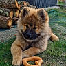 backyard, bagel, black_muzzle, brown_fur, canine, daylight, dog, fluffy, garden, grass, lawn, log, lying_down, outdoor, pet, pointed_ears, portrait, puppy, snack, wood_pile