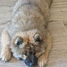 adorable, black_muzzle, brown_fur, canine, cute, dog, flooring, fluffy, home, indoor, lying_down, paws, pet, playful, portrait, puppy, relaxed, sleeping, tail, wooden_floor