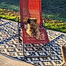 animal, backyard, canine, daytime, dog, fence, garden, grass, leisure, mesh_chair, outdoor, patio, pet, puppy, red_chair, relaxing, rug, shadow, summer, sunlight