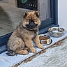 puppy, dog, pet, fluffy, sitting, food_bowl, water_bowl, outdoor, door, glass_door, concrete, plant, reflection, young_dog, cute, fur, animal, companion, domestic_animal, resting