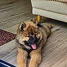 armchair, black_muzzle, blanket, brown_fur, cabinet, cute, dog, doorway, floor, fluffy, home, indoor, lying_down, paws, pet, portrait, puppy, rug, tongue_out, wood_floor