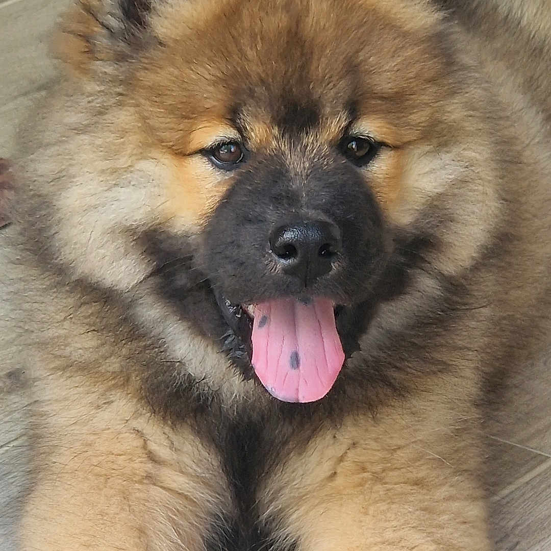 Bulle