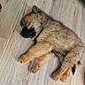 puppy, sleeping, dog, brown_fur, fluffy, pet, animal, floor, wooden_floor, cute, peaceful, resting, indoors, young_dog, canine, fur, paw, relaxed, adorable, small_dog