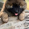 adorable, animal, background_blur, black_mask, brown_fur, close_up, cute, daylight, dog, fluffy, fur, nature, outdoor, pet, playful, portrait, puppy, tongue_out, wooden_fence, young_dog