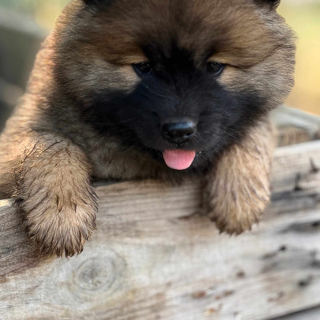 Bulle a rejoint le concours — aidez-le/la à gagner de superbes lots ! adorable, animal, background_blur, black_mask, brown_fur, close_up, cute, daylight, dog, fluffy, fur, nature, outdoor, pet, playful, portrait, puppy, tongue_out, wooden_fence, young_dog