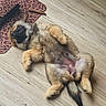 Bulle a rejoint le concours — aidez-le/la à gagner de superbes lots ! puppy, dog, lying_down, floor, wooden_floor, indoor, pet, fur, cute, sleeping, relaxed, animal, paw, tail, mat, water_bowl, domestic_animal, young_dog, resting, canine