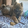 puppy, dog, fluffy, blanket, bone_pattern, toy, chew_toy, treat, indoors, window, door, floor, pet, cute, brown_fur, relaxed, laying_down, cozy, furniture, curtain