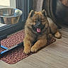 Bulle a rejoint le concours — aidez-le/la à gagner de superbes lots ! puppy, dog, indoor, leopard_print, mat, glass_door, water_bowl, tongue_out, happy, fluffy, floor, curtains, pet, animal, canine, relaxed, home, sunlight, wood_floor, resting