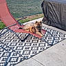 Bulle participe au concours pour gagner de l'argent avec cette photo : backyard, brown_fur, covered_grill, dog, fence, fluffy, garden, lawn, lounge_chair, outdoor, outdoor_rug, patio, plush_toy, puppy, reclining_chair, relaxing, shed, small_dog, sunlight, toy