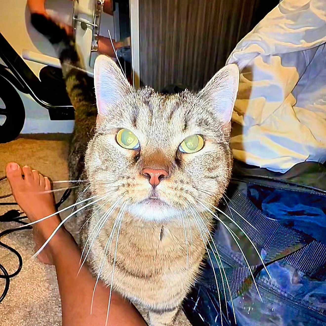 Diego is registered to the contest to win money with this photo: cat, tabby_cat, pet, animal, whiskers, carpet, foot, leg, human, bag, clothing, indoor, room, furniture, curious, closeup, domestic, feline, floor, casual