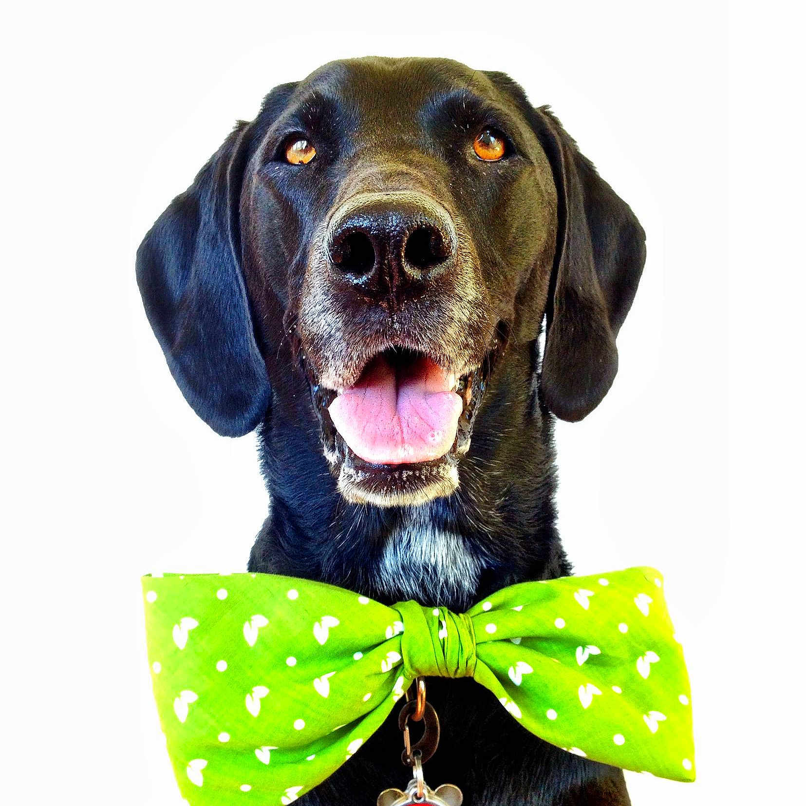 Beau joined the competition — help win amazing prizes!