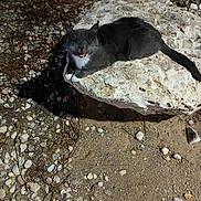 Mr Jingles joined the competition — help win amazing prizes! alert, animal, cat, closeup, dirt, feline, gravel, gray_cat, mammal, meowing, nature, night, no_humans, outdoor, pet, resting, rock, stone, white_paws, wildlife