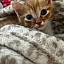 Oliver is registered to the contest to win money with this photo: kitten, cat, orange_cat, white_cat, close_up, blanket, cozy, soft_texture, fur, pet, animal, cute, young, indoor, resting, face, whiskers, ears, eyes, sleepy