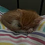 Oliver is registered to the contest to win money with this photo: kitten, cat, sleeping, curled_up, orange_cat, white_paws, striped_blanket, cozy, cute, pet, animal, feline, indoor, resting, small, young, fur, soft, peaceful, nap