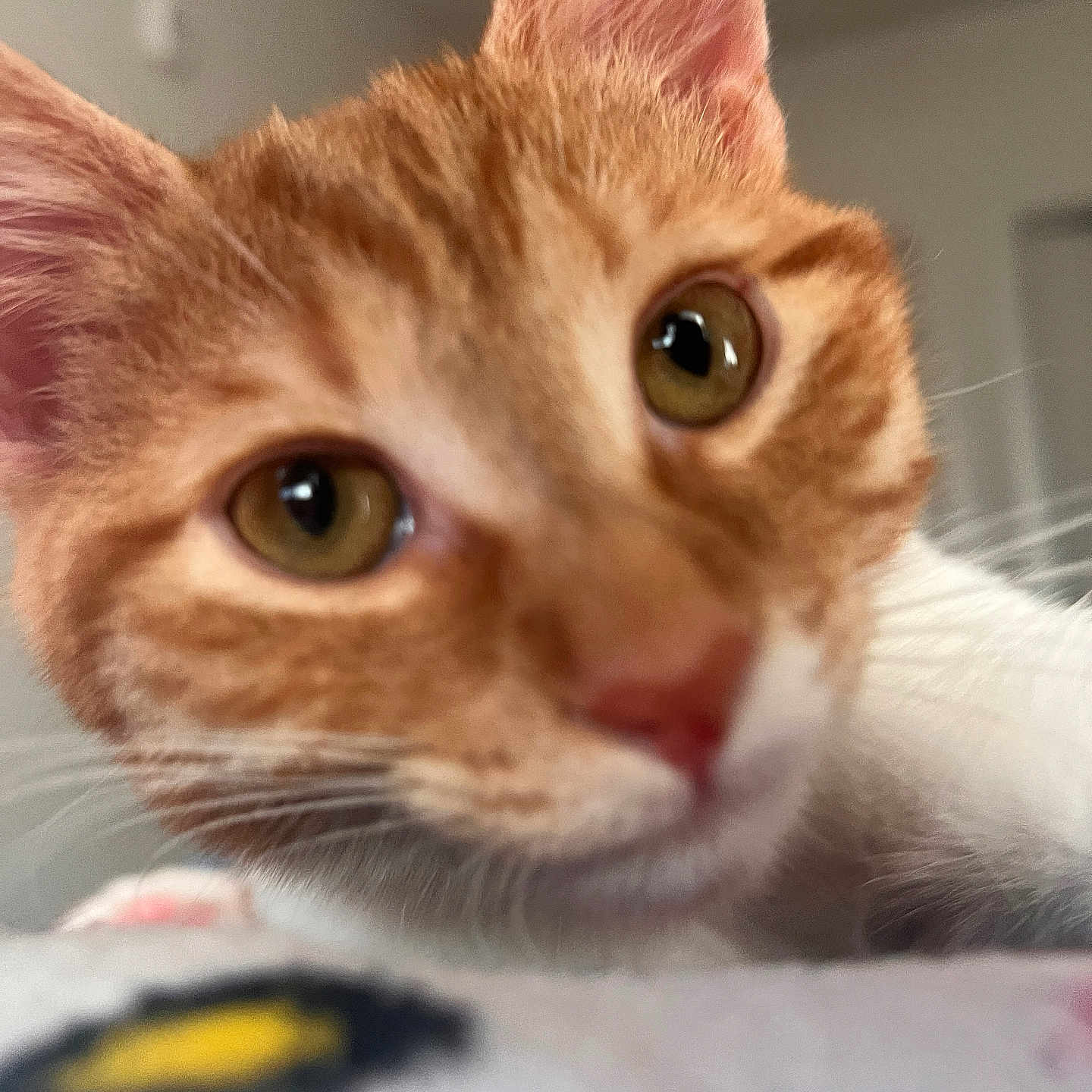 Oliver is registered to the contest to win money with this photo: animal, cat, close_up, cozy, curious, cute, domestic, ears, eyes, face, feline, fur, indoor, nose, orange_tabby, pet, portrait, soft_focus, whiskers, young_cat