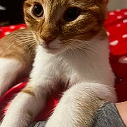 Oliver is registered to the contest to win money with this photo: cat, orange_cat, white_fur, close_up, pet, animal, whiskers, paws, curious, indoor, feline, fur, cute, domestic_animal, resting, red_background, soft_texture, young_cat, kitten, playful